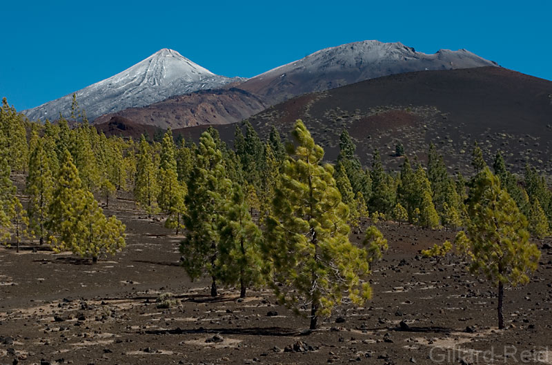 photo canaries