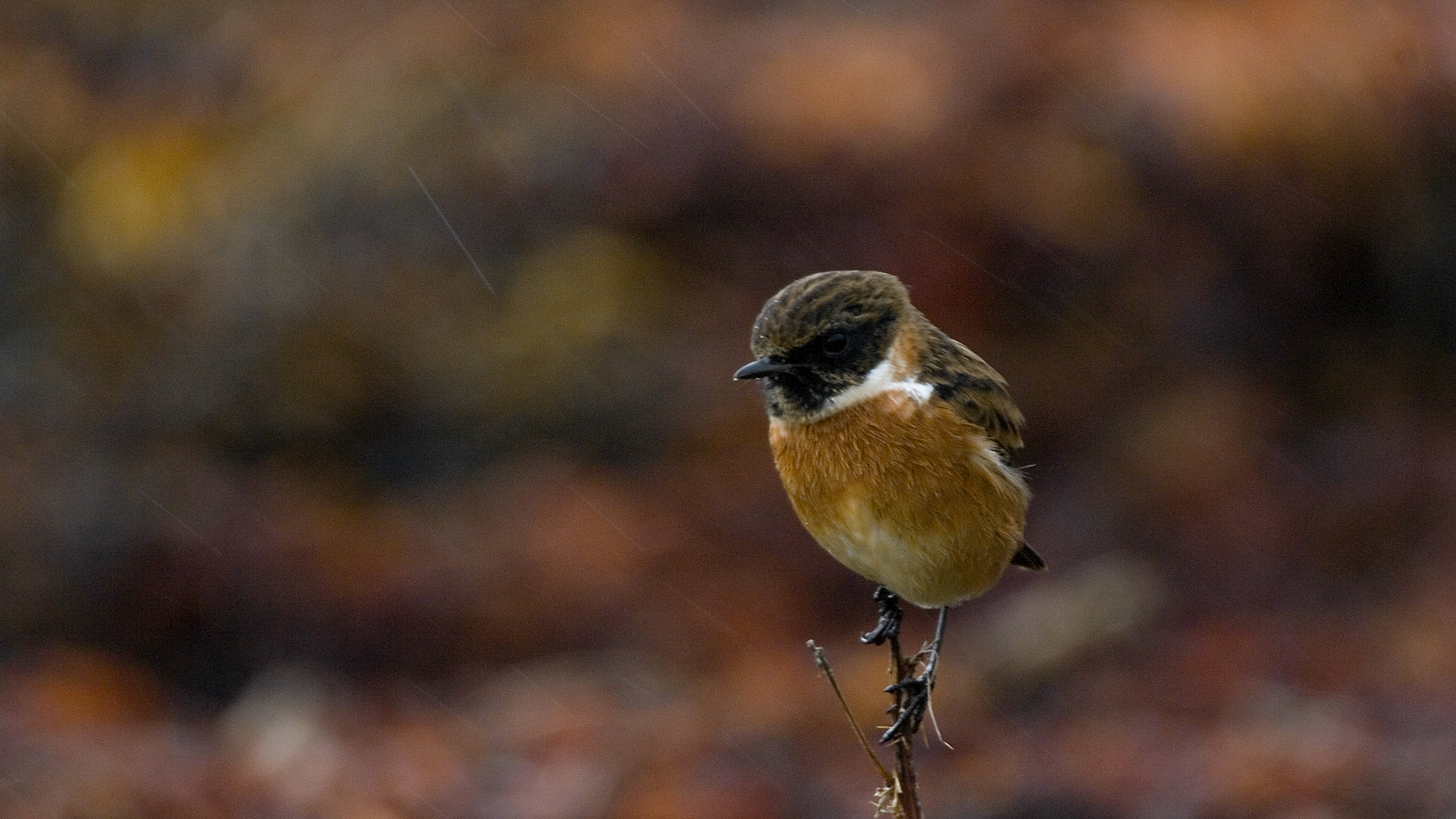 stonechat photo