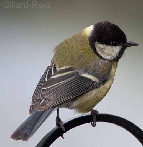 coal tit photo
