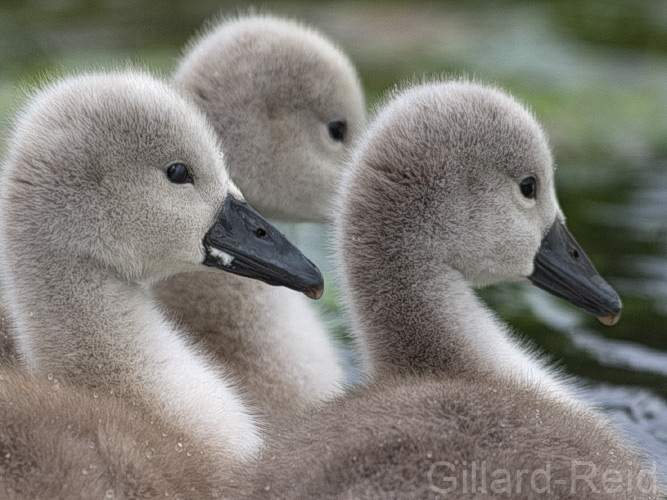 swan and cygnets photo