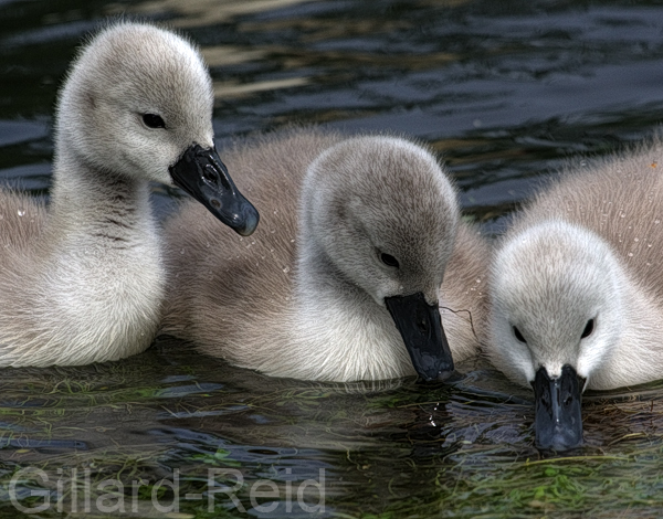 cygnets photo