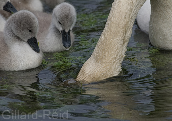 swan and cygnets photo