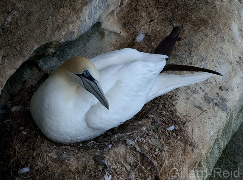 gannet photo