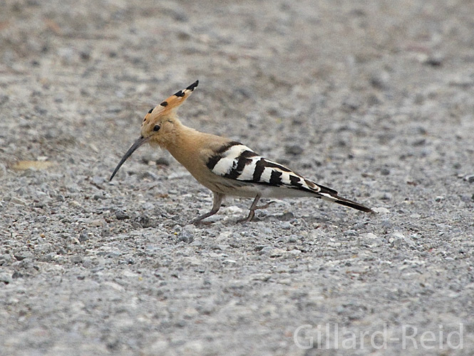 hoopoe photo