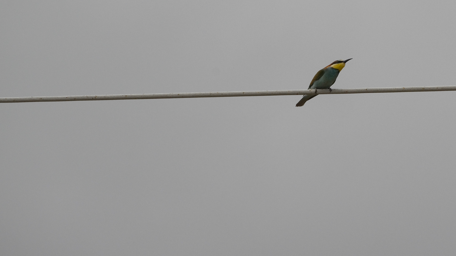beeeater photo