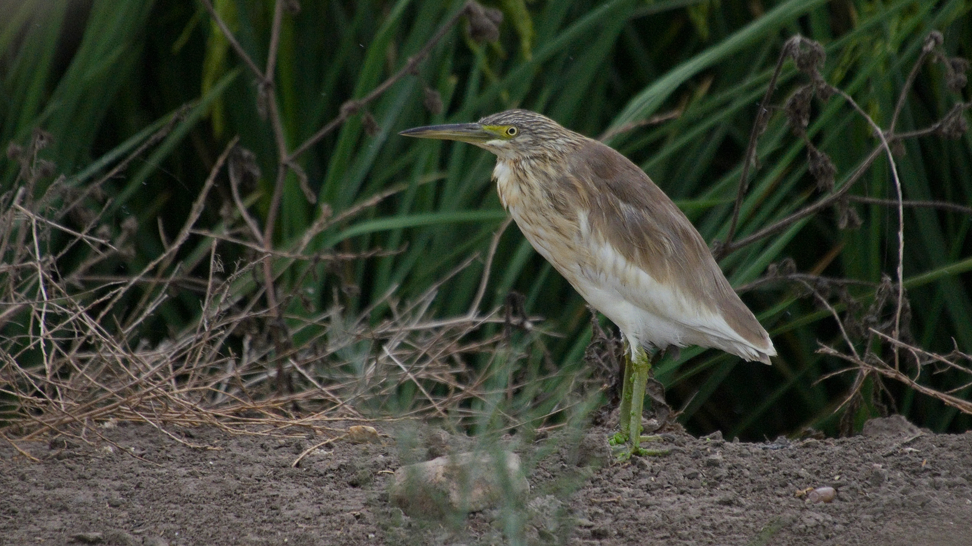 squacco heron photo