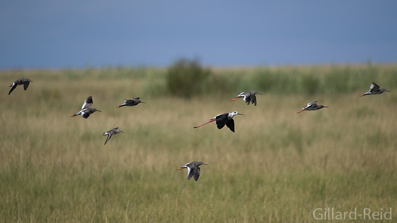 waders photo