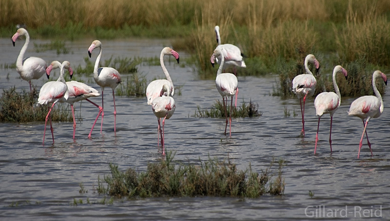 flamingos photo