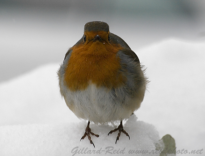 robin winter photo