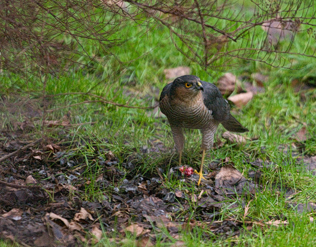 sparrowhawk