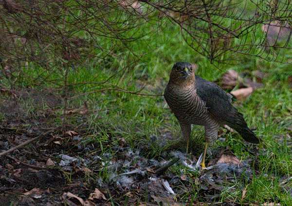 sparrowhawk