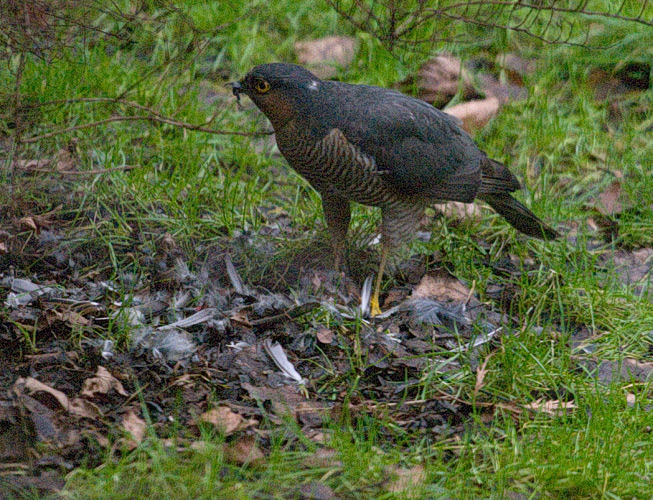 sparrowhawk