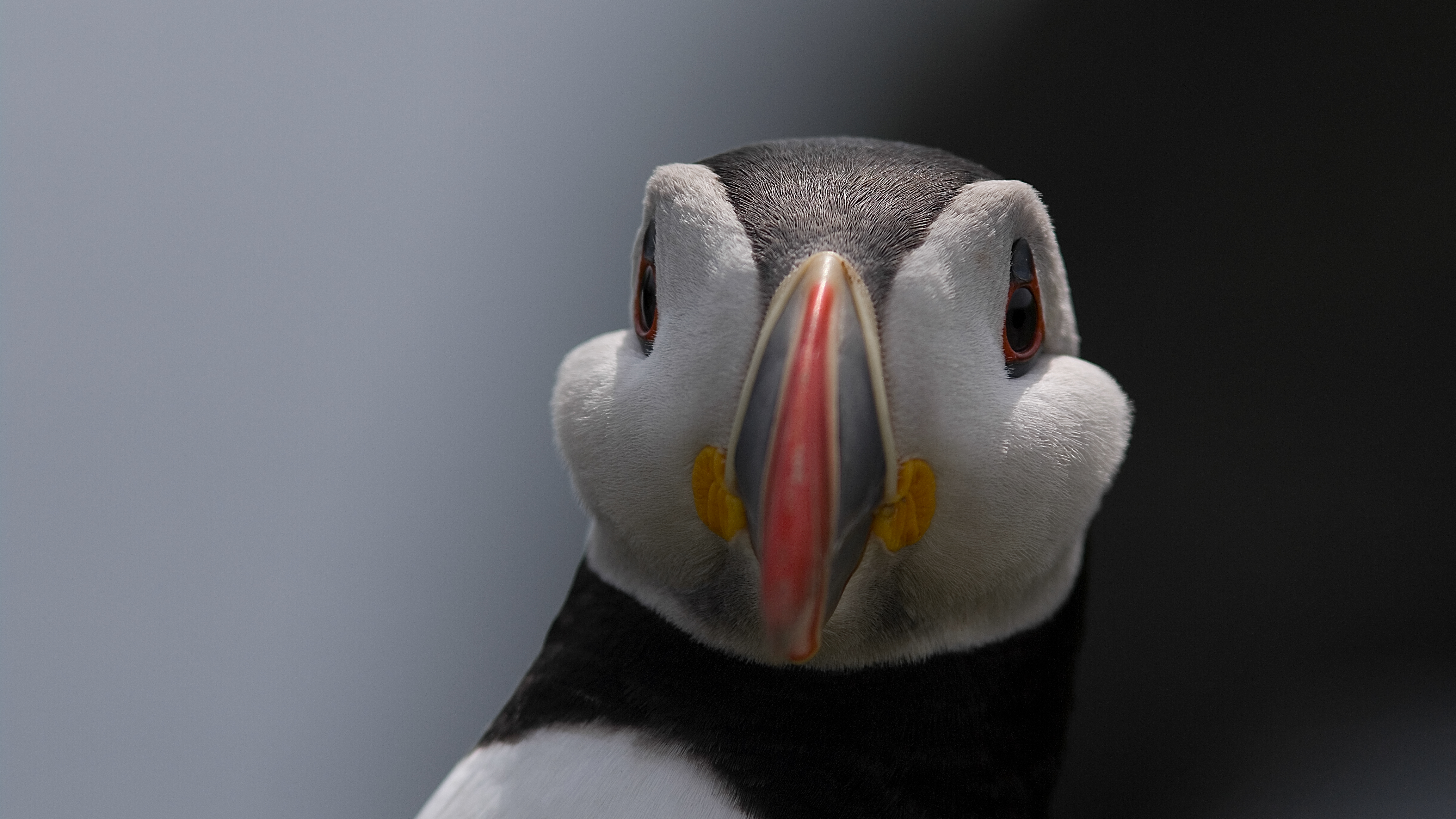 puffin photo